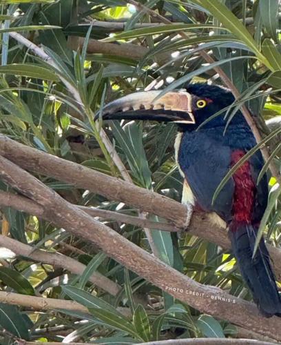 Sid the lost Collared Aracari Toucan | | kvoa.com