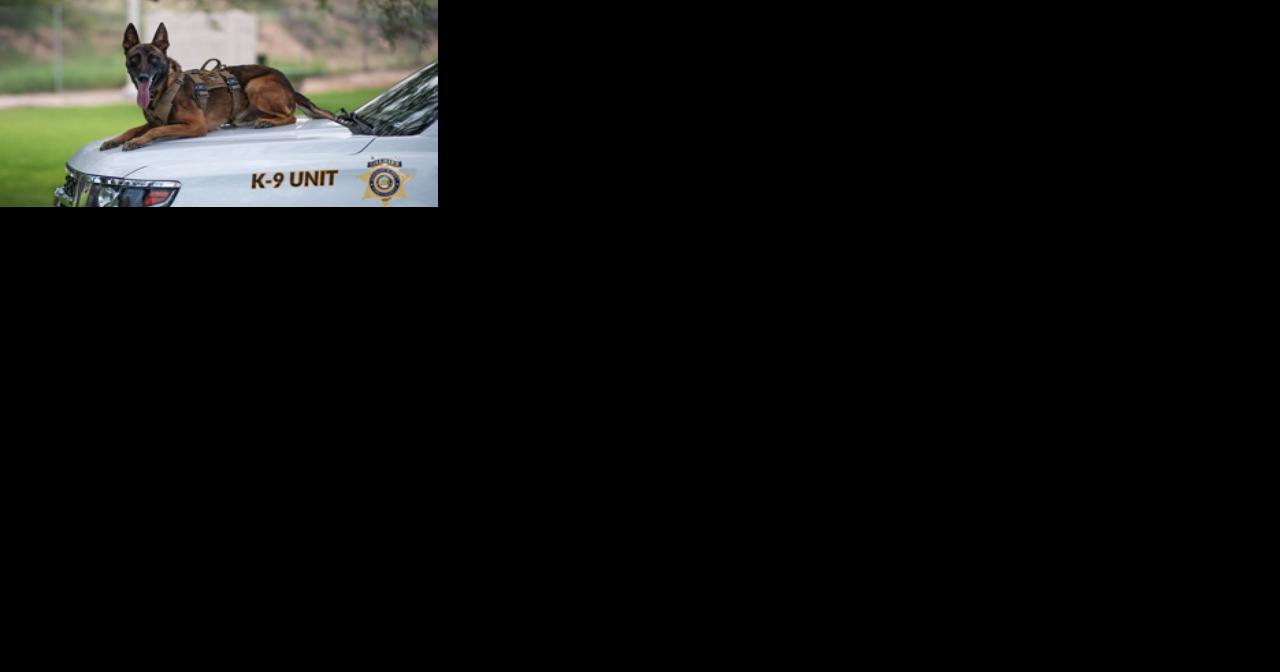 PCSD K9 "Kenzo" dies after sustaining injuries on the job - Vimarsana News