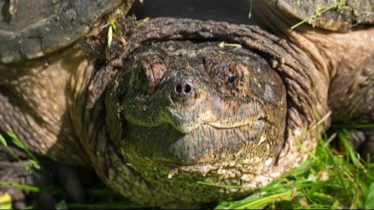 What Happened To The Teacher That Fed A Puppy To A Snapping Turtle