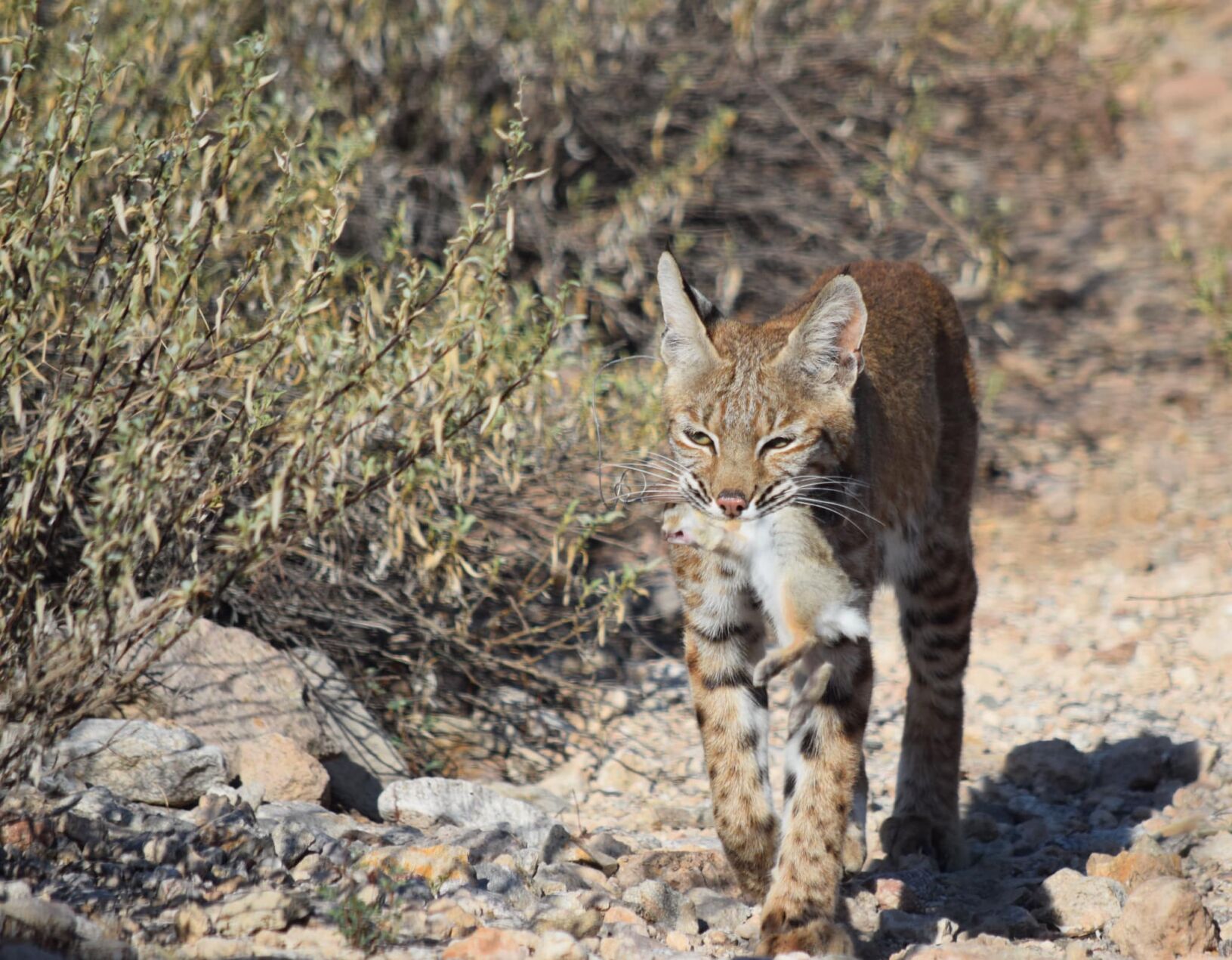 Reward offered for information on illegally killed bobcat on west