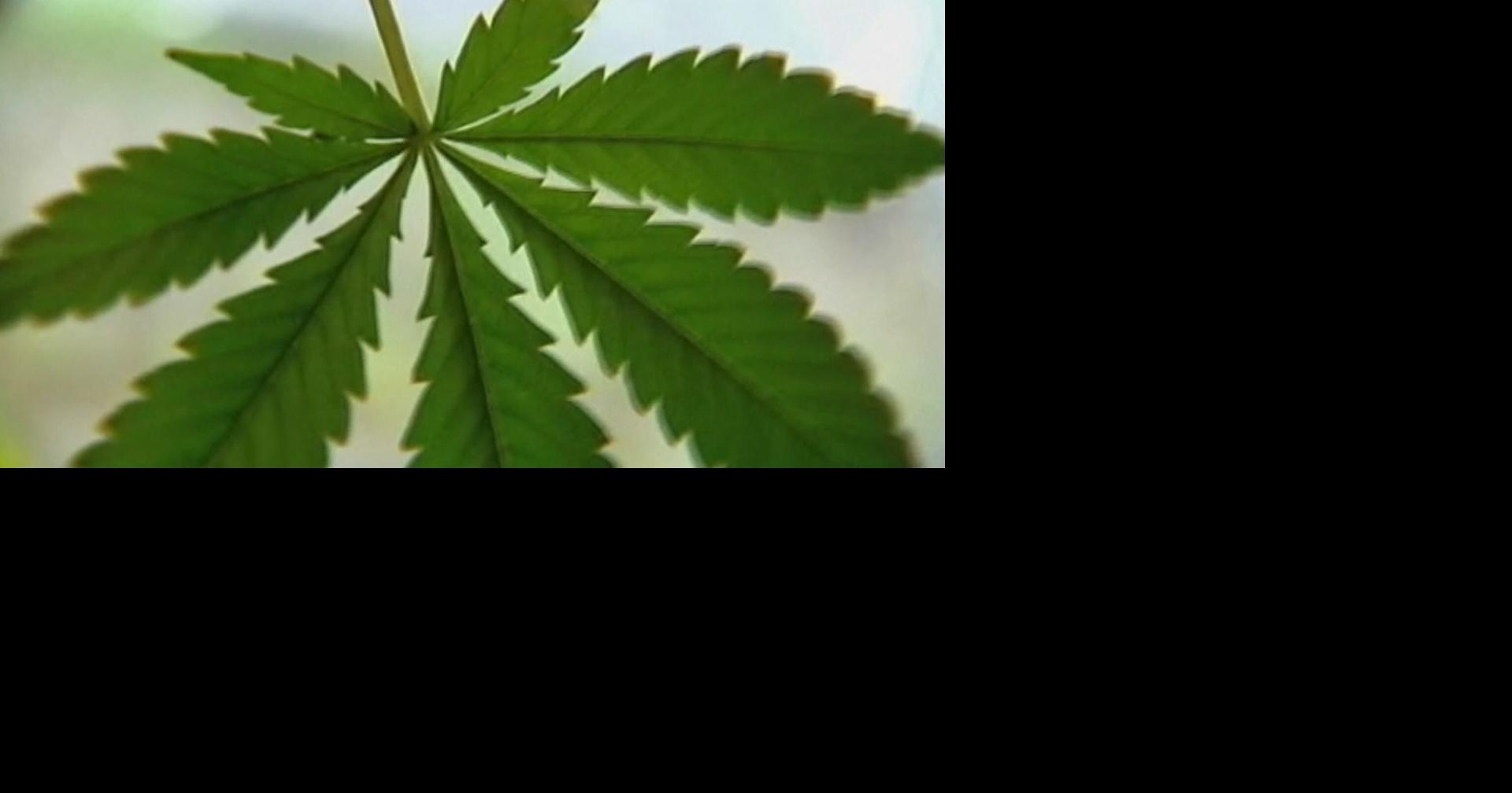 Aspergillus scare prompts Arizona marijuana product recall