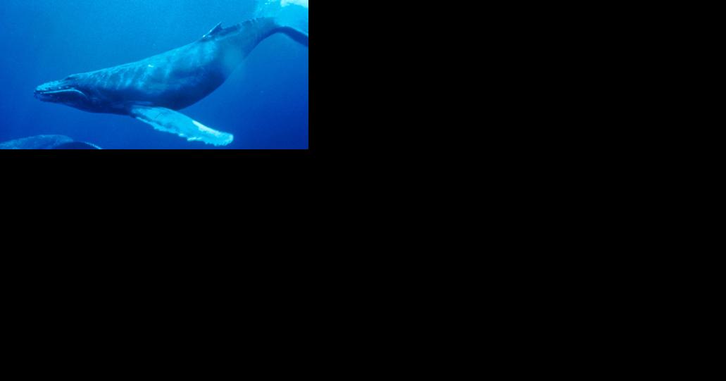 NOAA pressed for answers as dead whale washes up on NJ beach – the 9th in just 2 months - Vimarsana News