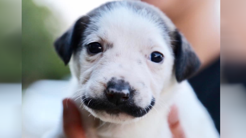 dog with long mustache