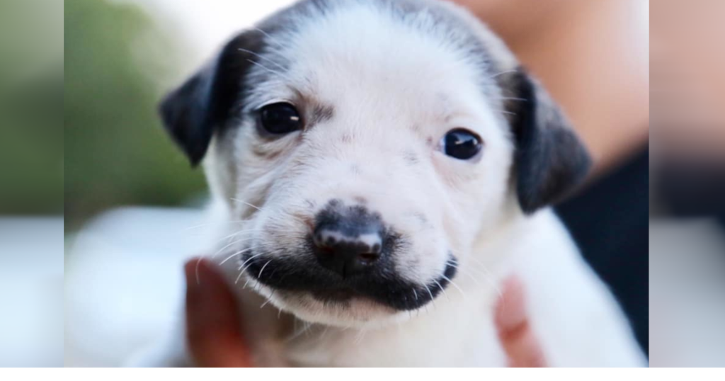 Puppy with mustache 2025