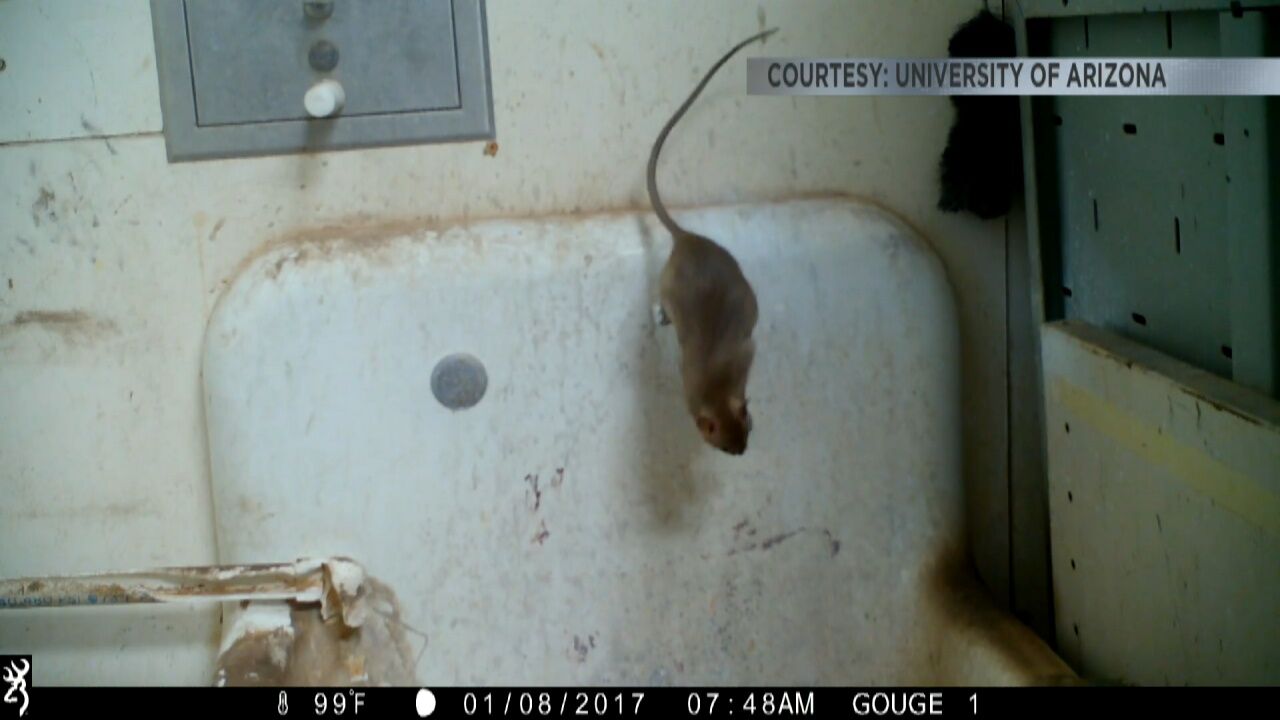 Rats spreading in historic Tucson neighborhood, News