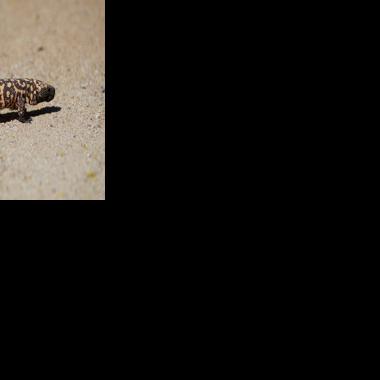 Pima County honors ecologist with wildlife corridor naming