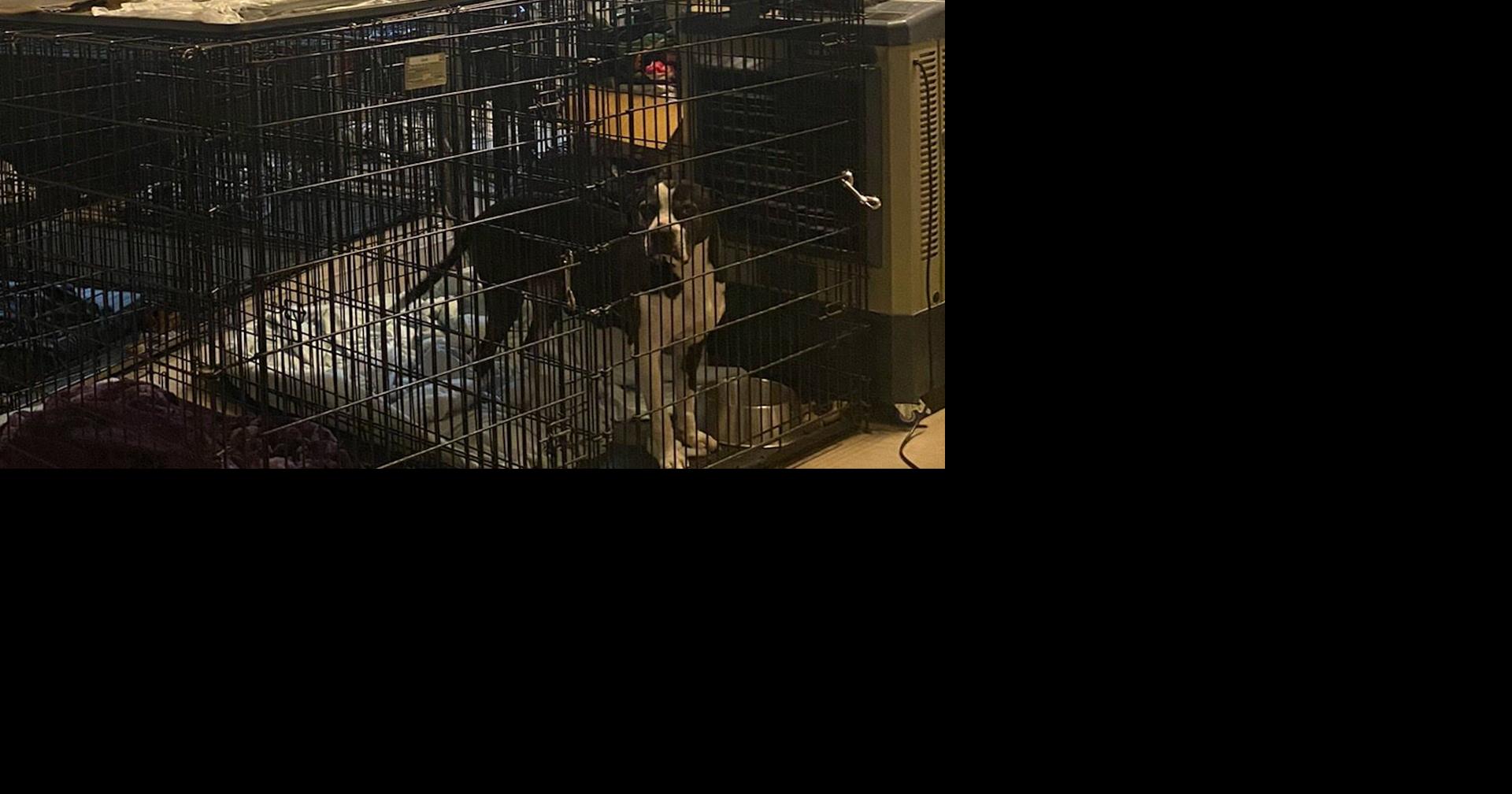 N4T Investigators: Rescue for troubled dogs closing its doors, more ...