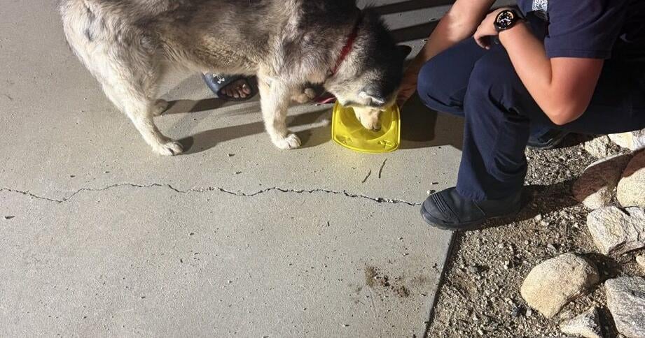 Dog rescued after shed fire near Hardy Road