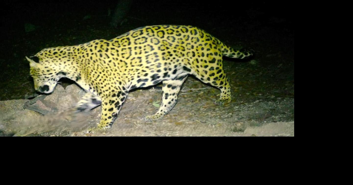 Jaguar known as 'Cinco' expands territory across Southern Arizona