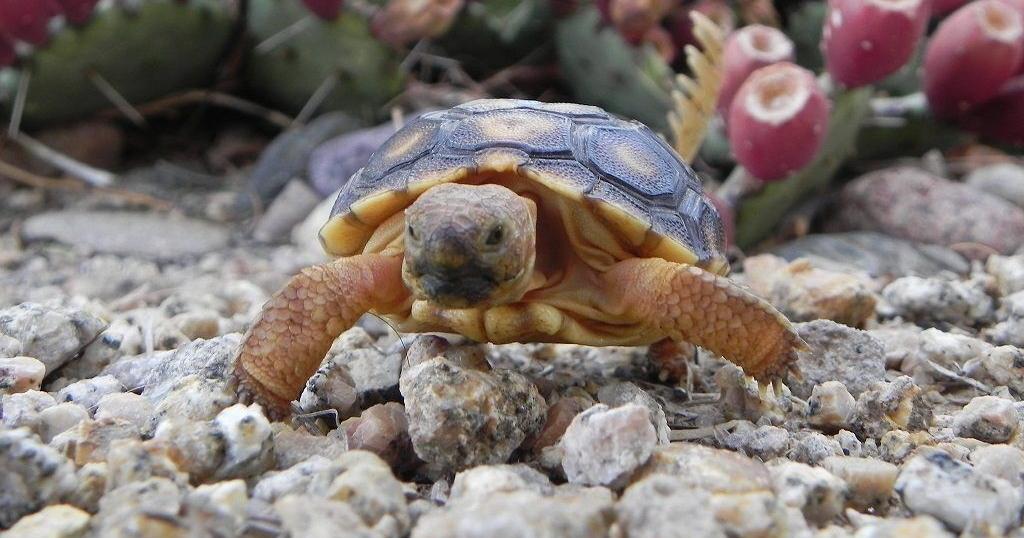 Adopt a desert tortoise and make a friend for life - Vimarsana News
