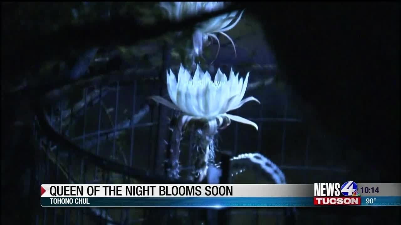 Happening tonight: Queen of the Night mass cactus bloom