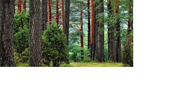 UArizona researchers predict a decline in tree growth - Vimarsana News