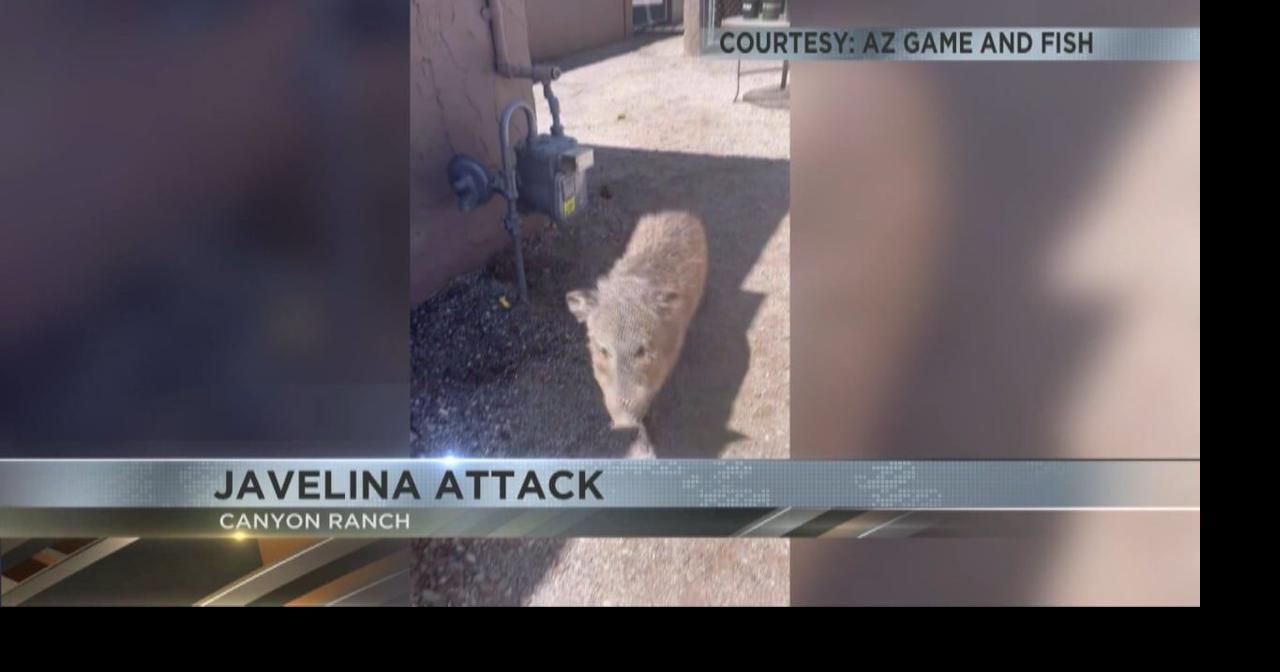 Wildlife officials give another warning after recent javelina attacks