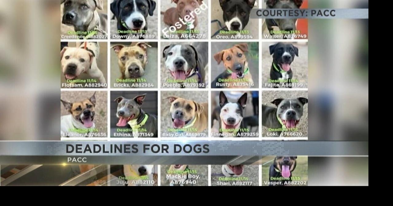 Deadlines for dogs as PACC faces capacity crisis | Video | kvoa.com