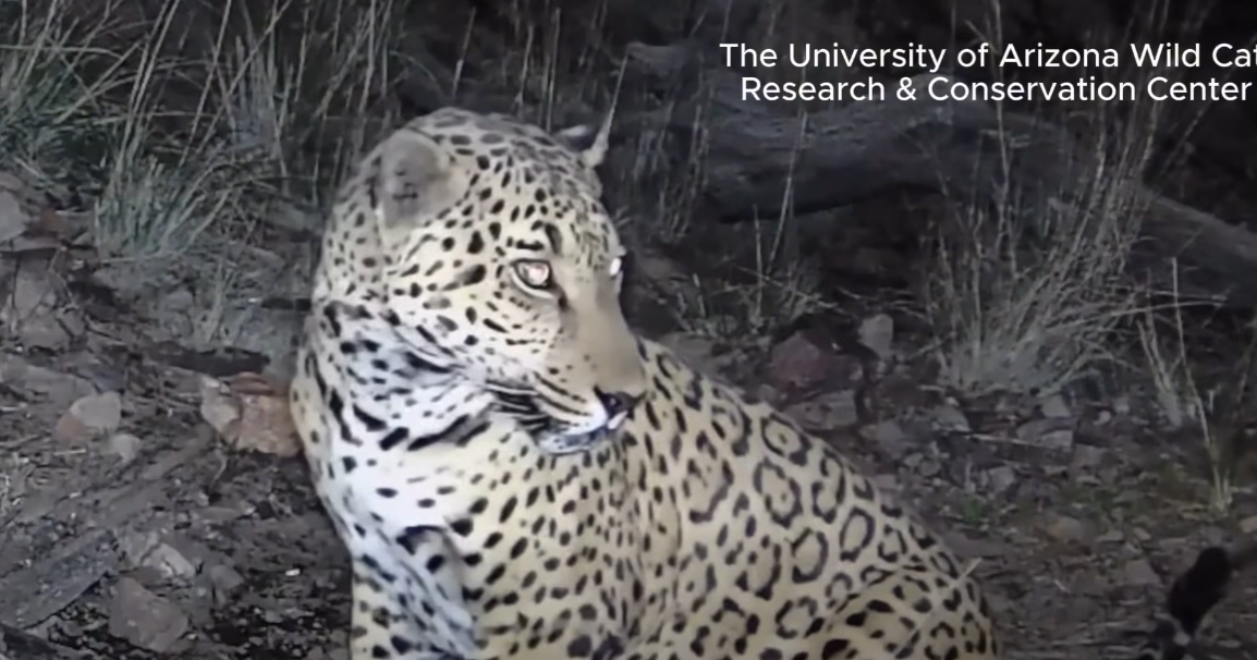 Jaguar 'Cinco' returns to Southern Arizona in rare footage