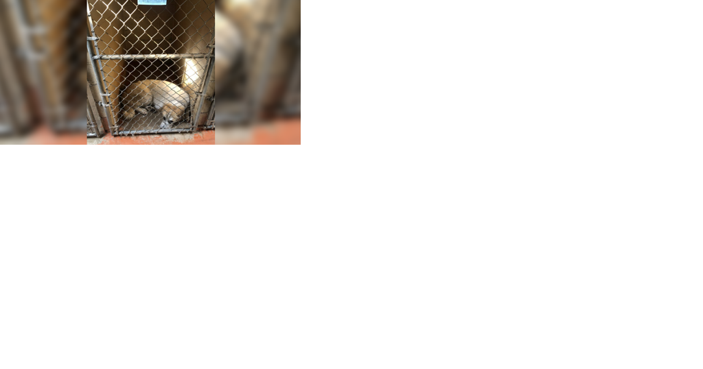 Animal shelters facing nationwide adoption crisis - Vimarsana News