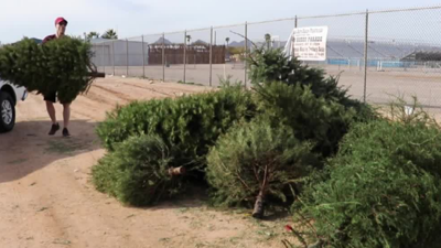 Christmas Tree Recycling Tucson 2022 The City's 'Treecycle' Program Helps Residents Dispose Of Christmas Trees |  News | Kvoa.com