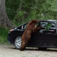 Bear activity at Fort Huachuca triggers citations for trash violations