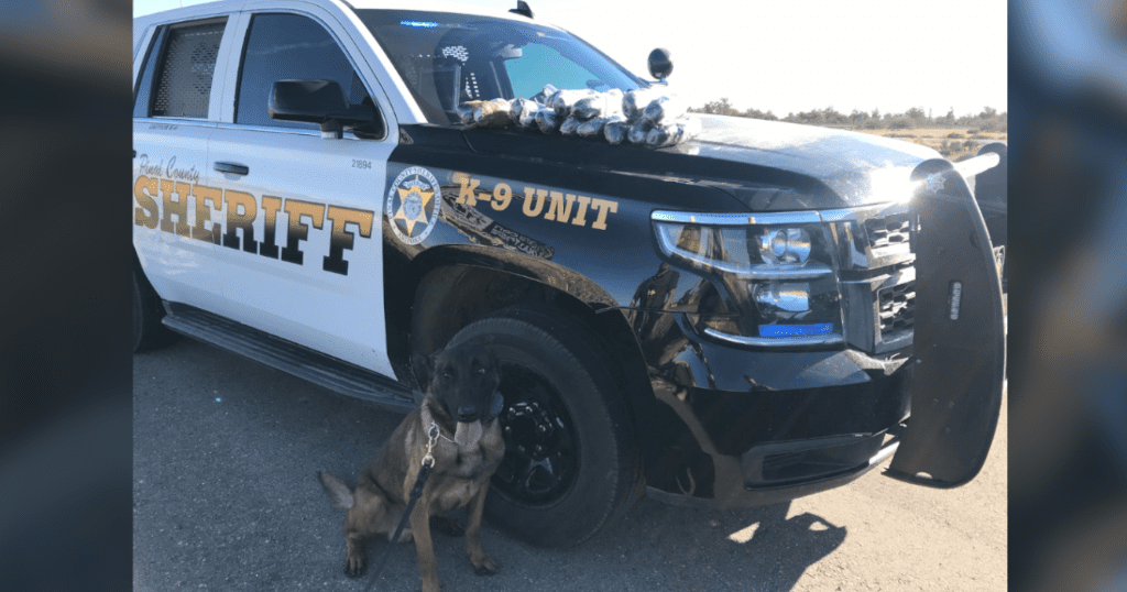 K9 deputy discovers over 17 pounds of meth during traffic stop | Local ...
