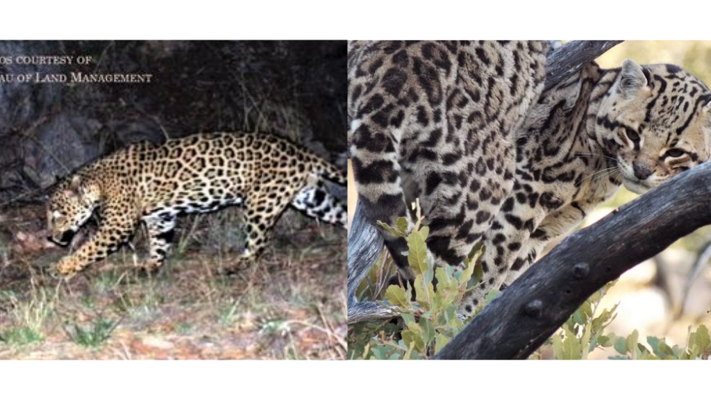 Arizona Game and Fish Dept. tracking jaguar and ocelot in southern part of  the state