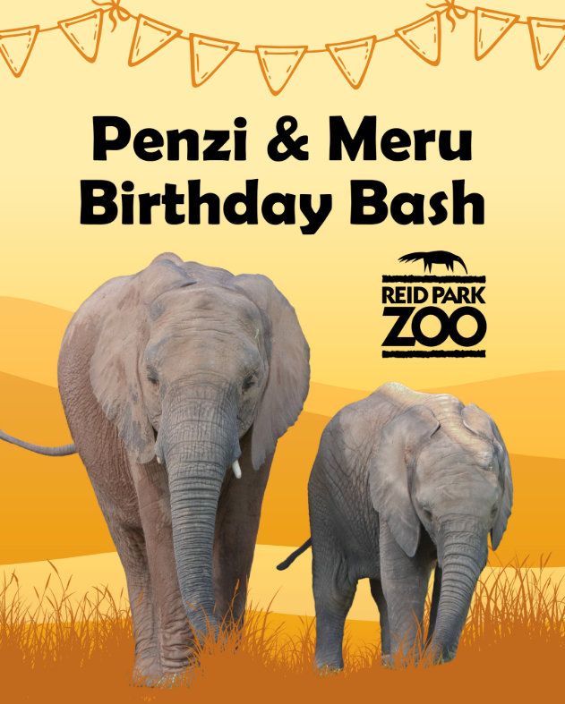 Celebrate two elephants, Meru and Penzi, at Tucson's Reid Park Zoo ...