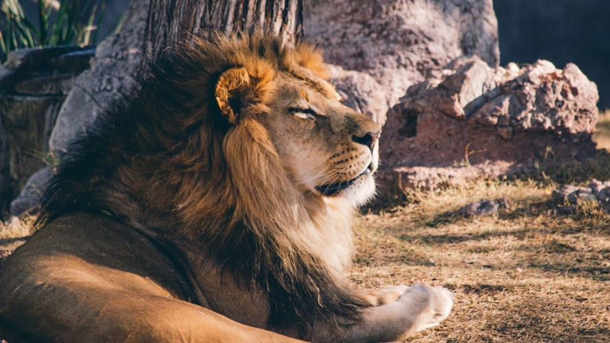Phoenix Zoo animals lonely due to lack of visitors | Coronavirus Phoenix Zoo animals lonely due to lack of visitors | Coronavirus