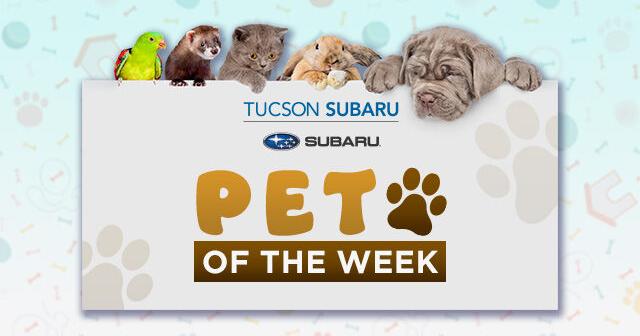 TUCSON SUBARU PET OF THE WEEK: Meet Pluto - Vimarsana News