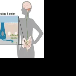 U of A researcher says your gut talks to your brain