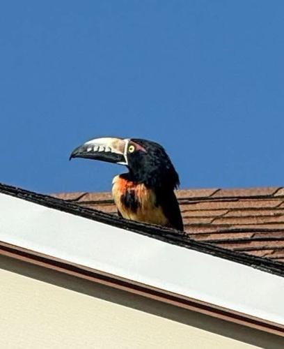 Sid the lost Collared Aracari Toucan | | kvoa.com