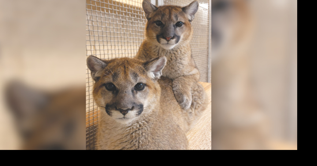 Rescued 5-month-old mountain lion cubs find home at Tucson's Desert Museum