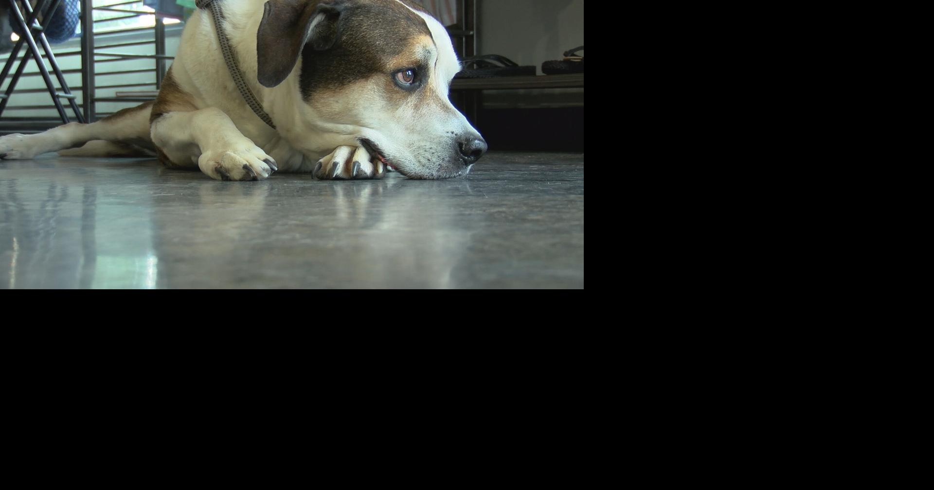 How to keep your dog from bolting during Tucson's fireworks shows