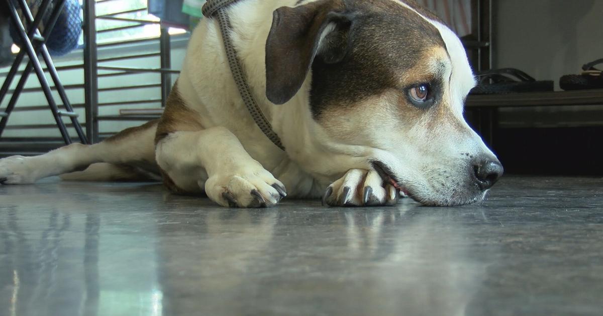 How to keep your dog from bolting during Tucson's fireworks shows