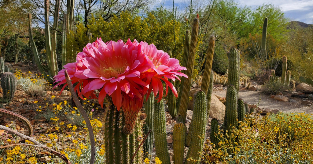 Arizona-Sonora Desert Museum earns top zoo accreditation