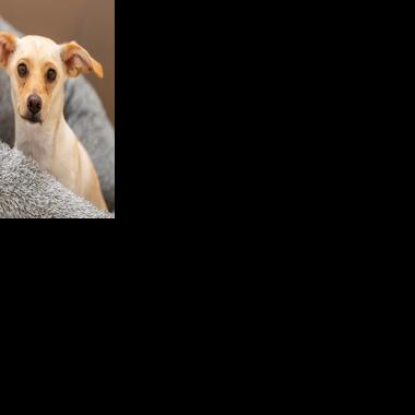 PACC Eastside reopens for adoptions following distemper outbreak at Tucson shelter