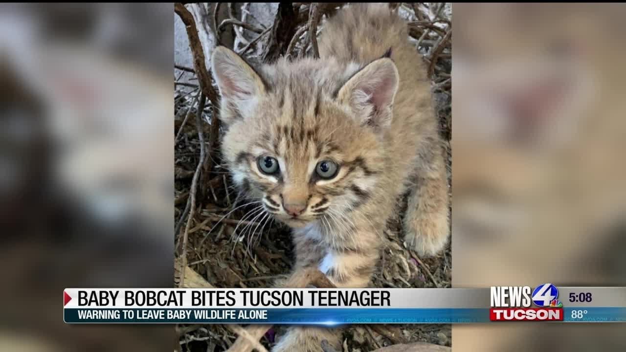 Tucson Man Bitten By Bobcat During Rescue Per Azgfd Local Kvoa Com