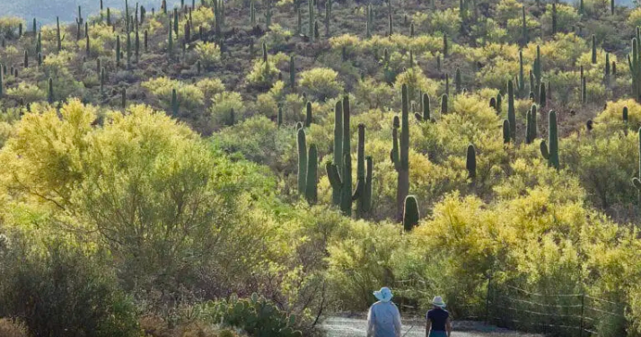 CLIMATE MATTERS: Tucson's Saguaro Park gains 20 acres, preserving desert beauty