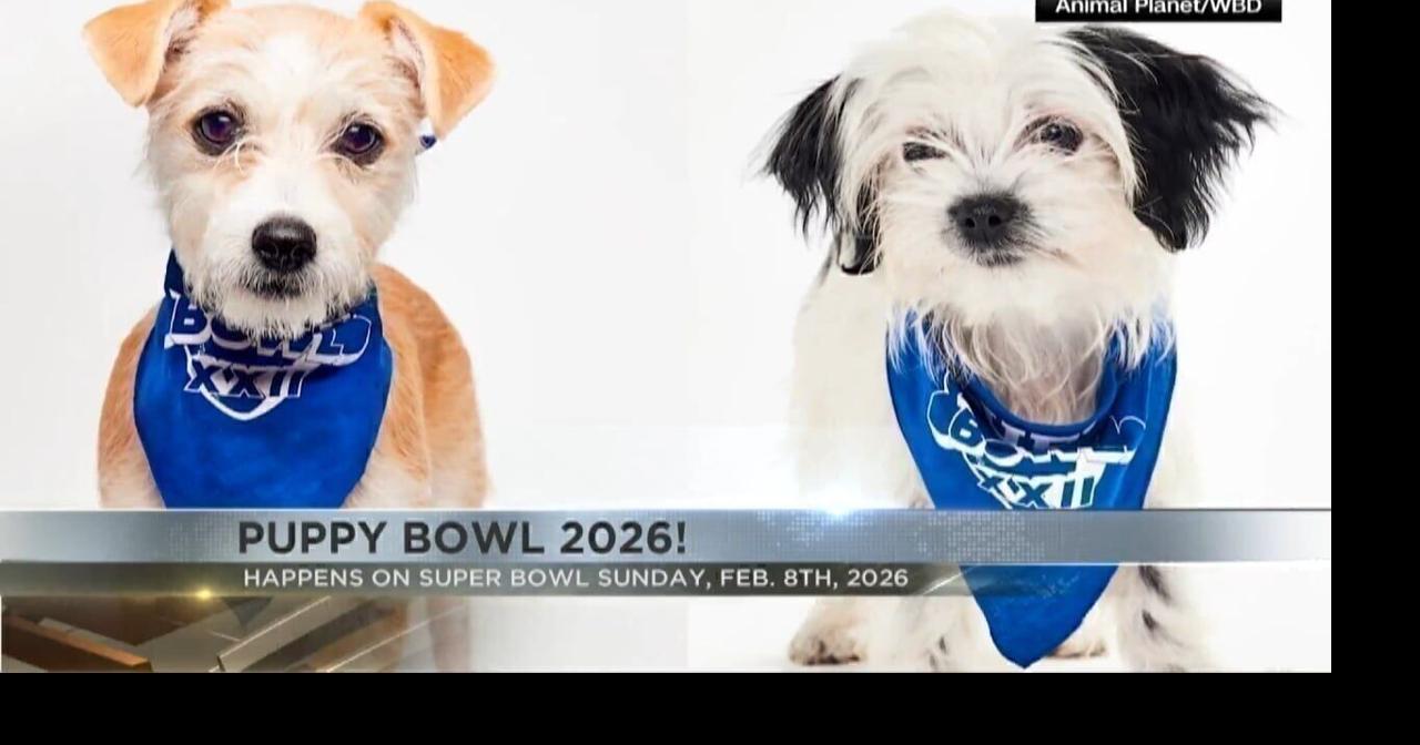 Team Ruff to take on Team Fluff in Puppy Bowl 2026 | Video | kvoa.com