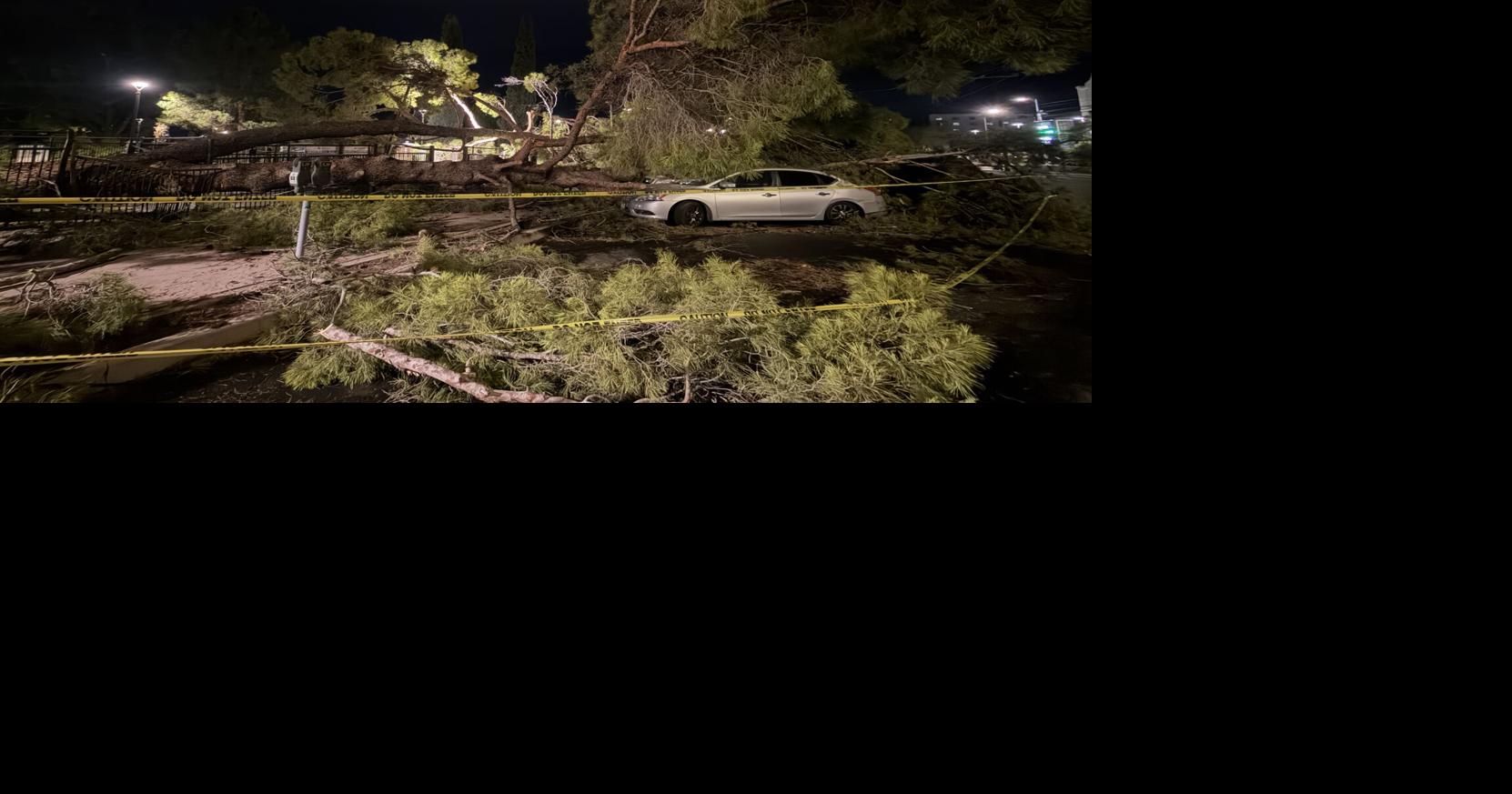 'Fully crushed': Tucson storm drops tree on cars at Armory Park