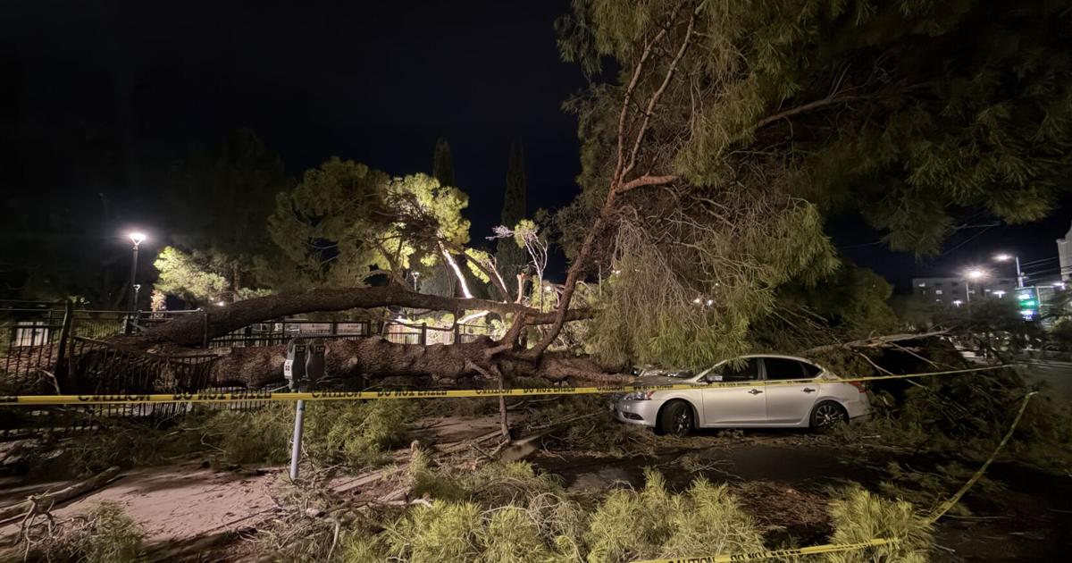 'Fully crushed': Tucson storm drops tree on cars at Armory Park
