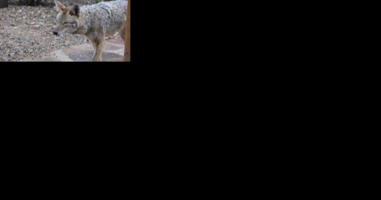 Second suspected rabid coyote found on Tucson's westside - Vimarsana News