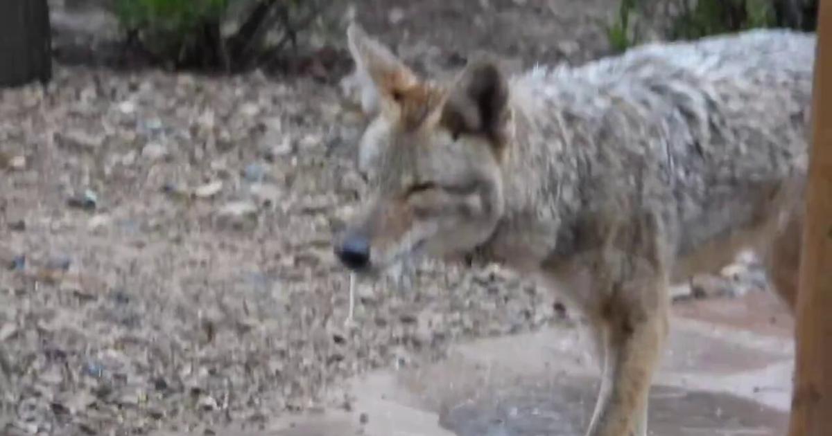 Segundo coyote sospechoso de rabia encontrado en el lado oeste de Tucson | Noticias de Arizona Segundo coyote sospechoso de rabia encontrado en el lado oeste de Tucson | Noticias de Arizona