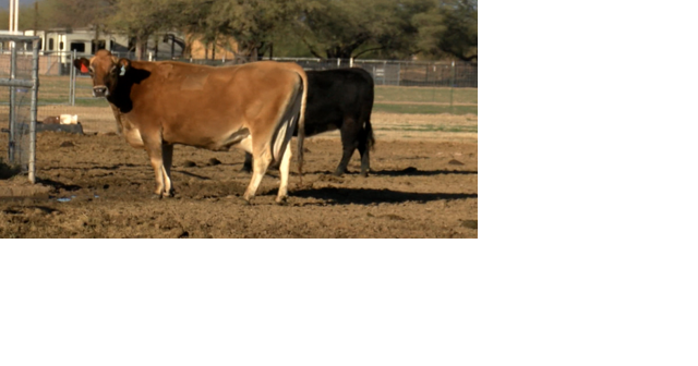 University of Arizona's unique veterinary program sees increase in popularity - Vimarsana News