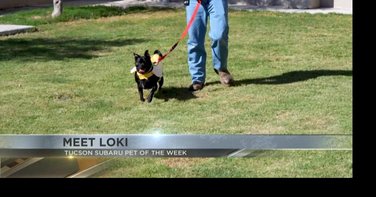 Tucson Subaru's Pet of the Week: The charming pug Loki