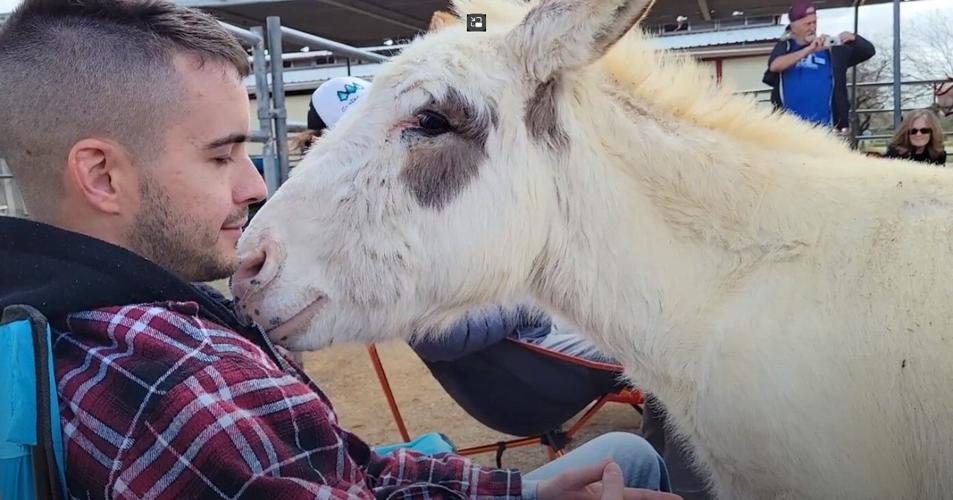 Workshop with donkeys can help you find a little zen