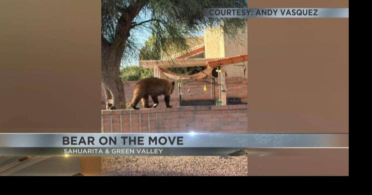 Bear spotted several times in Green Valley, Sahuarita