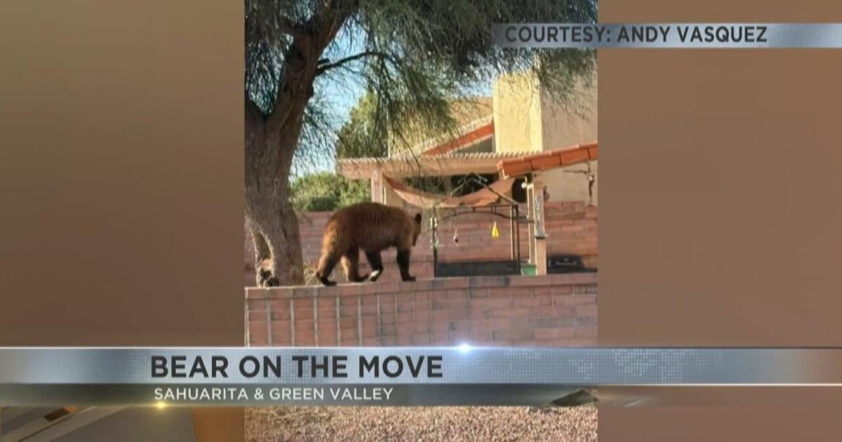 Bear spotted several times in Green Valley, Sahuarita