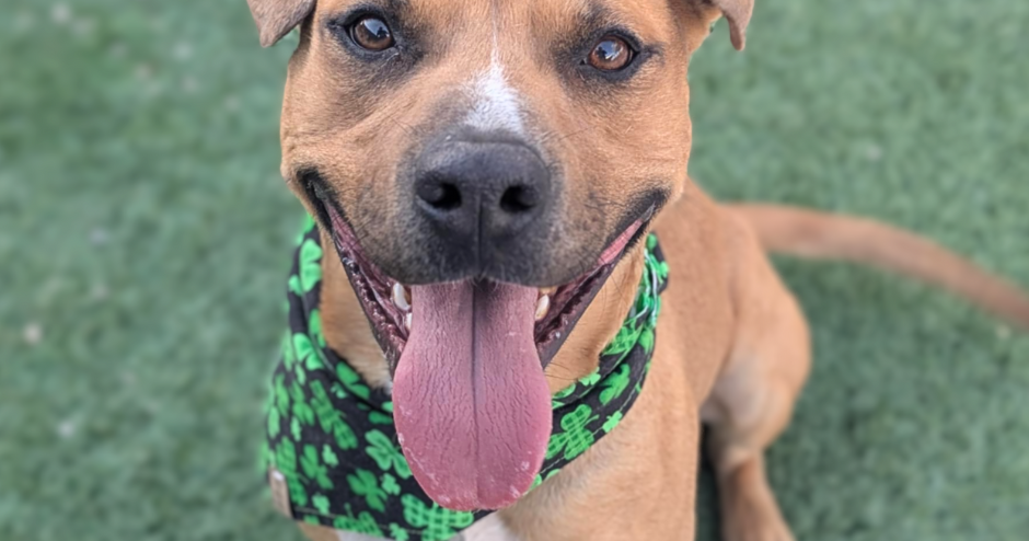 PACC offers free adoptions and  credit to ease dog overcrowding | Local News