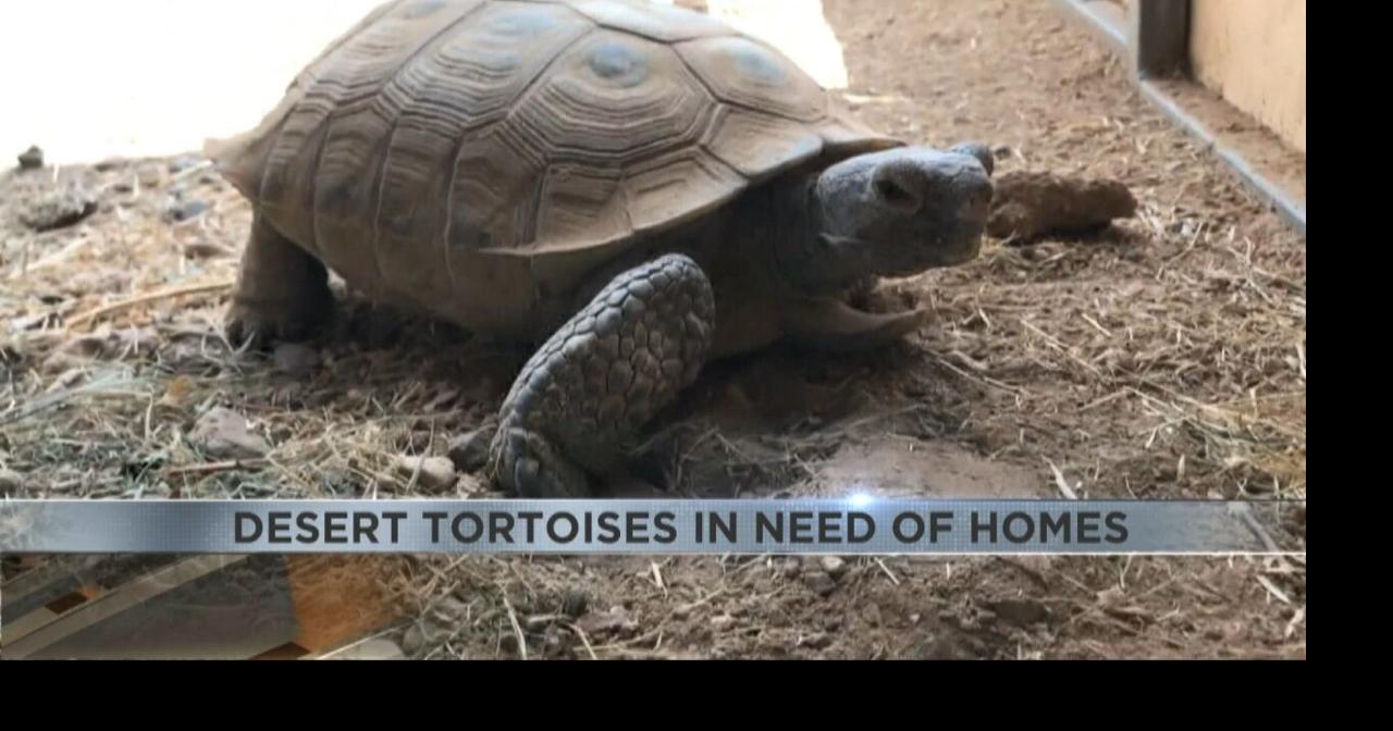 Over 100 desert tortoises need homes in Arizona this spring