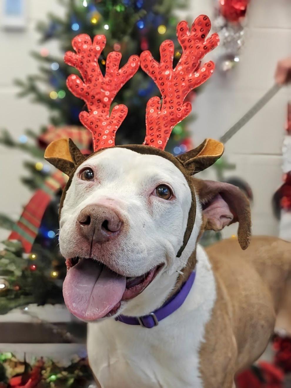 Christmas jobs darlington