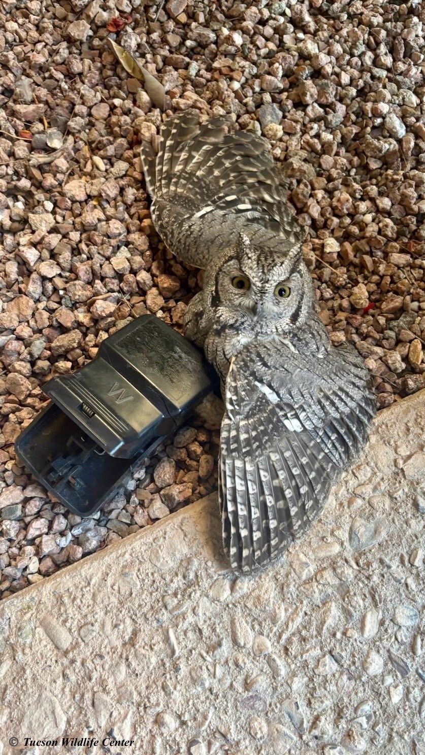 Owl released back into the wild after saved from snap trap by
